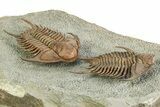 Two Foulonia Trilobites From Fezouata Formation - Top Quality Specimen #350856-6